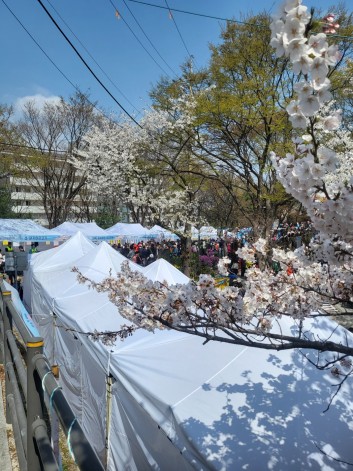 금호산벚꽃축제