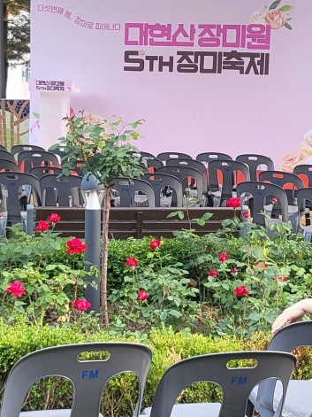 장미축제(대현산 장미원)